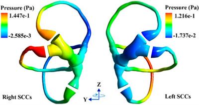 Investigation on biomechanical responses in bilateral semicircular canals and nystagmus in vestibulo-ocular reflex experiments under different forward-leaning angles